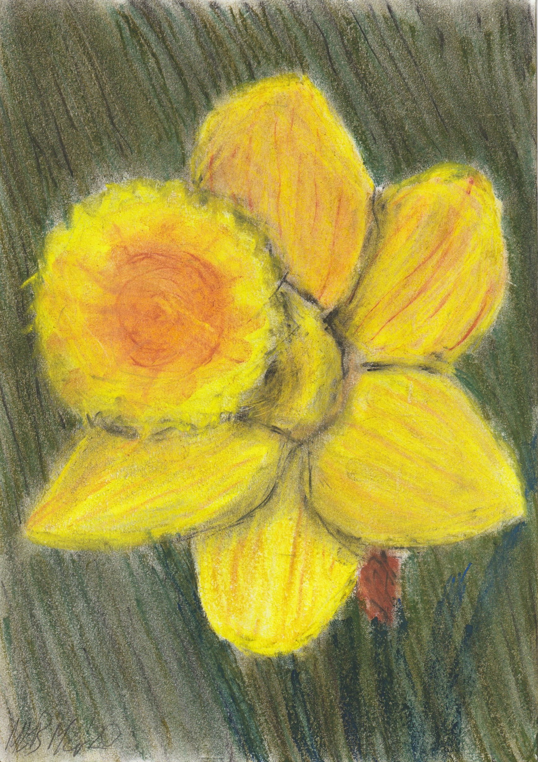 Daffodil21Mar20